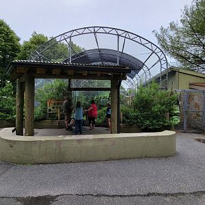 Stone Zoo 7/22 - White-cheeked Gibbons