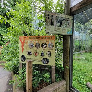 Stone Zoo 7/22 - White-cheeked Gibbons