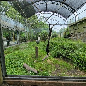 Stone Zoo 7/22 - White-cheeked Gibbons