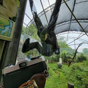Stone Zoo 7/22 - White-cheeked gibbon looking at my camera