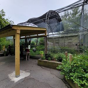 Stone Zoo 7/22 - White-cheeked Gibbons