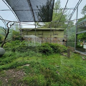 Stone Zoo 7/22 - White-cheeked Gibbons