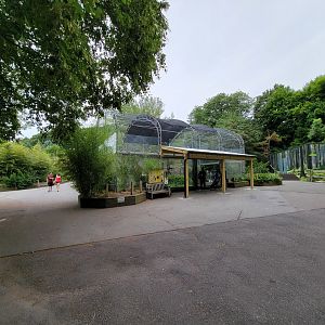 Stone Zoo 7/22 - White-cheeked Gibbons