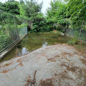 Stone Zoo 7/22 - Unsigned American alligator