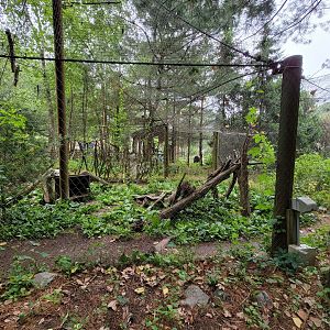 Stone Zoo 7/22 - Arctic fox