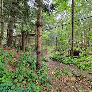 Stone Zoo 7/22 - Arctic fox