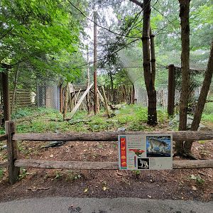 Stone Zoo 7/22 - Canada lynx exhibit 1