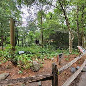 Stone Zoo 7/22 - Bald eagle