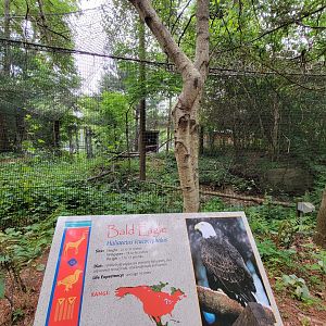 Stone Zoo 7/22 - Bald eagle