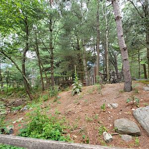 Stone Zoo 7/22 - Back of arctic fox exhibit