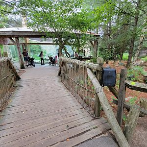 Stone Zoo 7/22 - American black bears