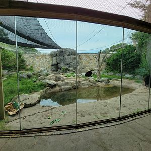 Stone Zoo 7/22 - American black bears