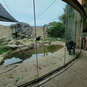 Stone Zoo 7/22 - American black bears