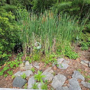 Stone Zoo 7/22 - The only cranes I saw :(