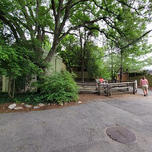 Stone Zoo 7/22 - Tortoises