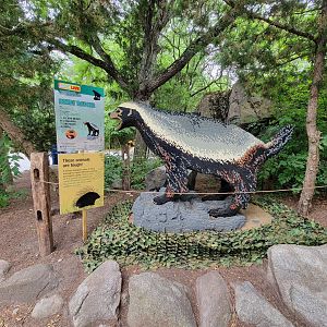 Stone Zoo 7/22 - The closest I came to a honey badger this year