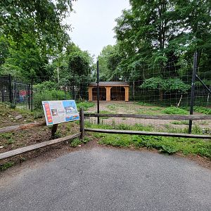 Stone Zoo 7/22 - Reindeer