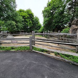 Stone Zoo 7/22 - Domestic yak