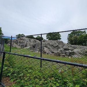 Stone Zoo 7/22 - Markhor yard