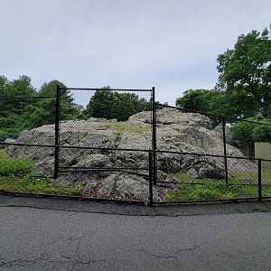 Stone Zoo 7/22 - Markhor yard