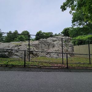 Stone Zoo 7/22 - Markhor yard