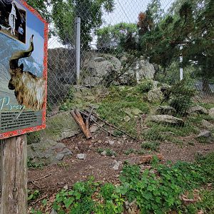 Stone Zoo 7/22 - Snow Leopard