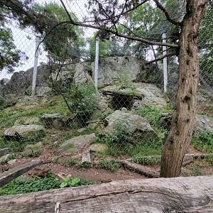 Stone Zoo 7/22 - Snow Leopard