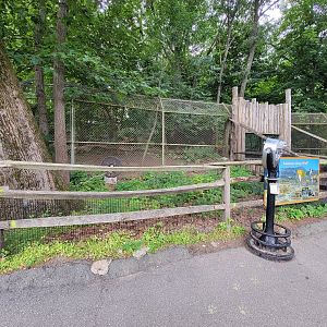 Stone Zoo 7/22 - Mexican wolves, first viewing spot