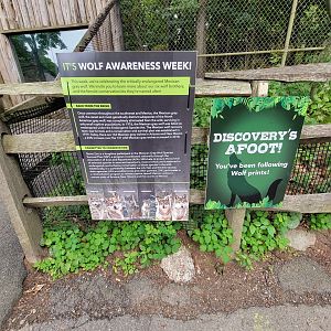Stone Zoo 7/22 - Wolf Awareness Week