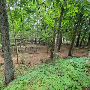Stone Zoo 7/22 - Mexican gray wolves