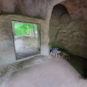Stone Zoo 7/22 - Mexican gray wolves, window at the top