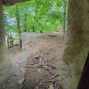 Stone Zoo 7/22 - Mexican gray wolves