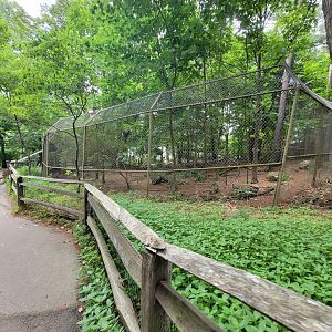 Stone Zoo 7/22 - Mexican gray wolves