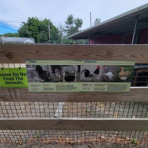 Stone Zoo 7/22 - Zebu and chickens