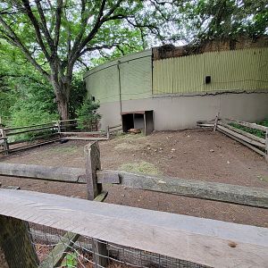 Stone Zoo 7/22 - Sulcata tortoises