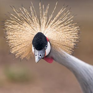 East African Crowned Crane / Hamerton / 16-11-22