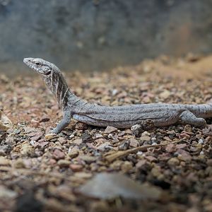 Pygmy Mulga Monitor / Hamerton / 16-11-22