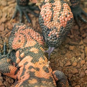Banded Gila Monsters / Hamerton / 16-11-22