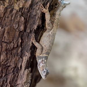 Blue spiny lizard / Hamerton / 16-11-22