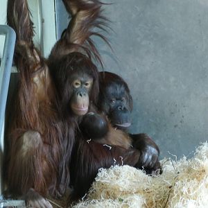 Bornean orangutan, Chinta, and family, 21 November 2022