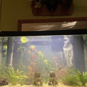 My home aquarium