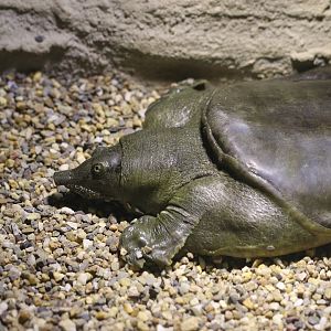 Chinese softshell turtle