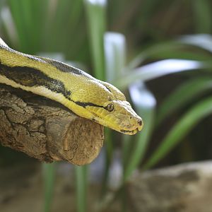 Reticulated python
