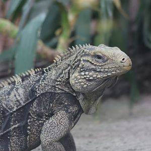 Cuban iguana