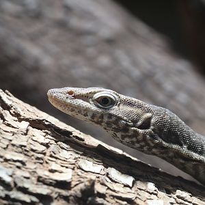 Freckled monitor