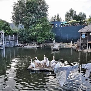 Pygmy hippo and great white pelican enclosure