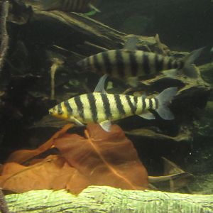 Is this a Black-banded Leoporinus?