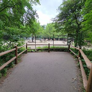 RWPZ 7/22 - Zebra, Wildebeest, Watusi