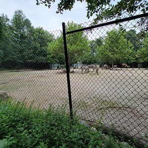 RWPZ 7/22 - Zebra, Wildebeest, Watusi