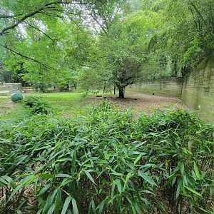 RWPZ 7/22 - Second cheetah viewing window